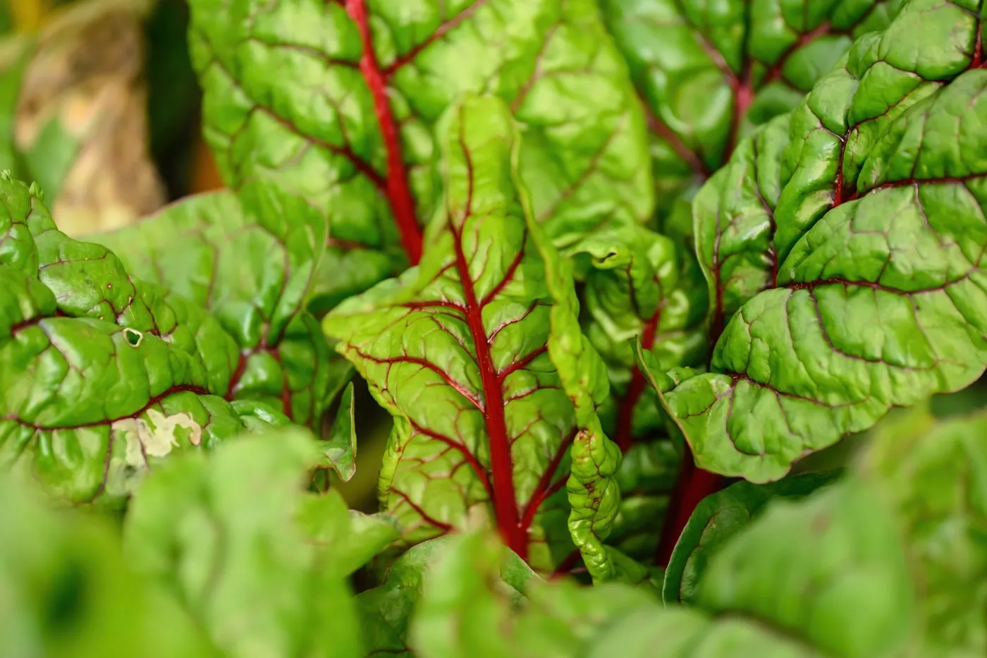 Lush green leafy plants with deep red stems, glowing in the light