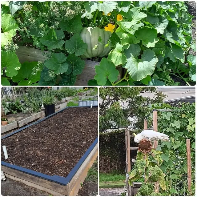Maribyrnong Edible Garden — photo 1