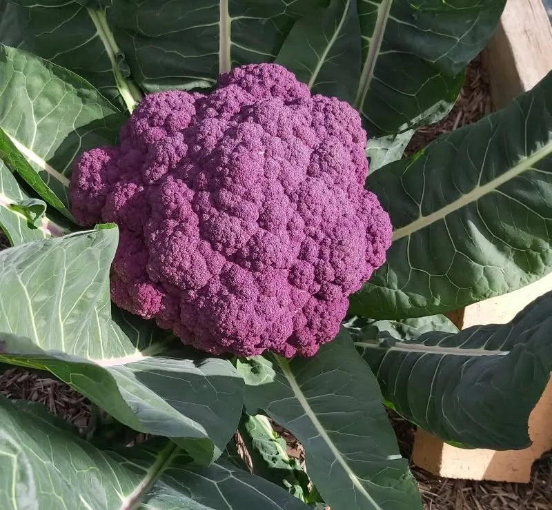 Maribyrnong Edible Garden — photo 6