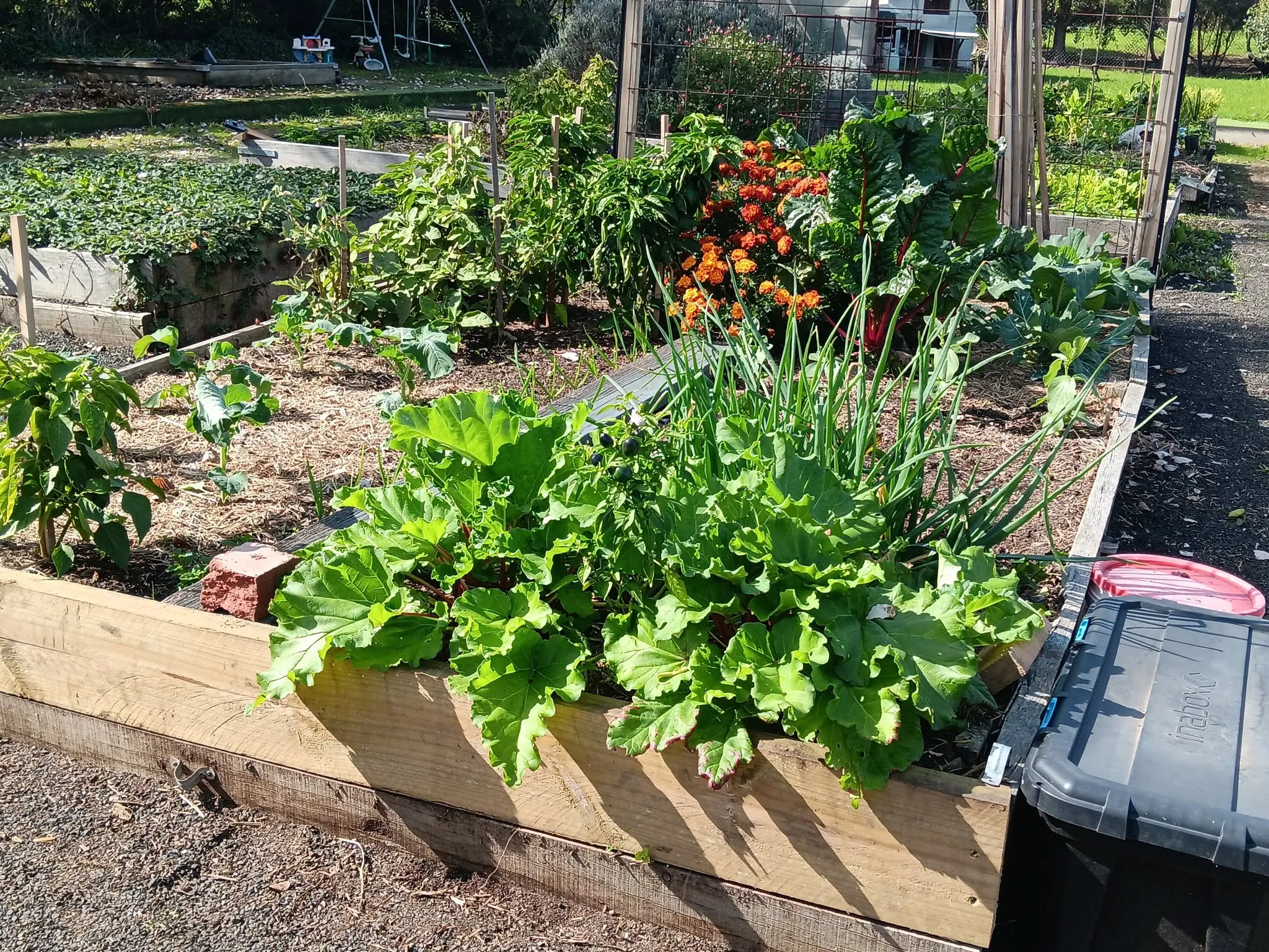 Maribyrnong Edible Garden — photo 10