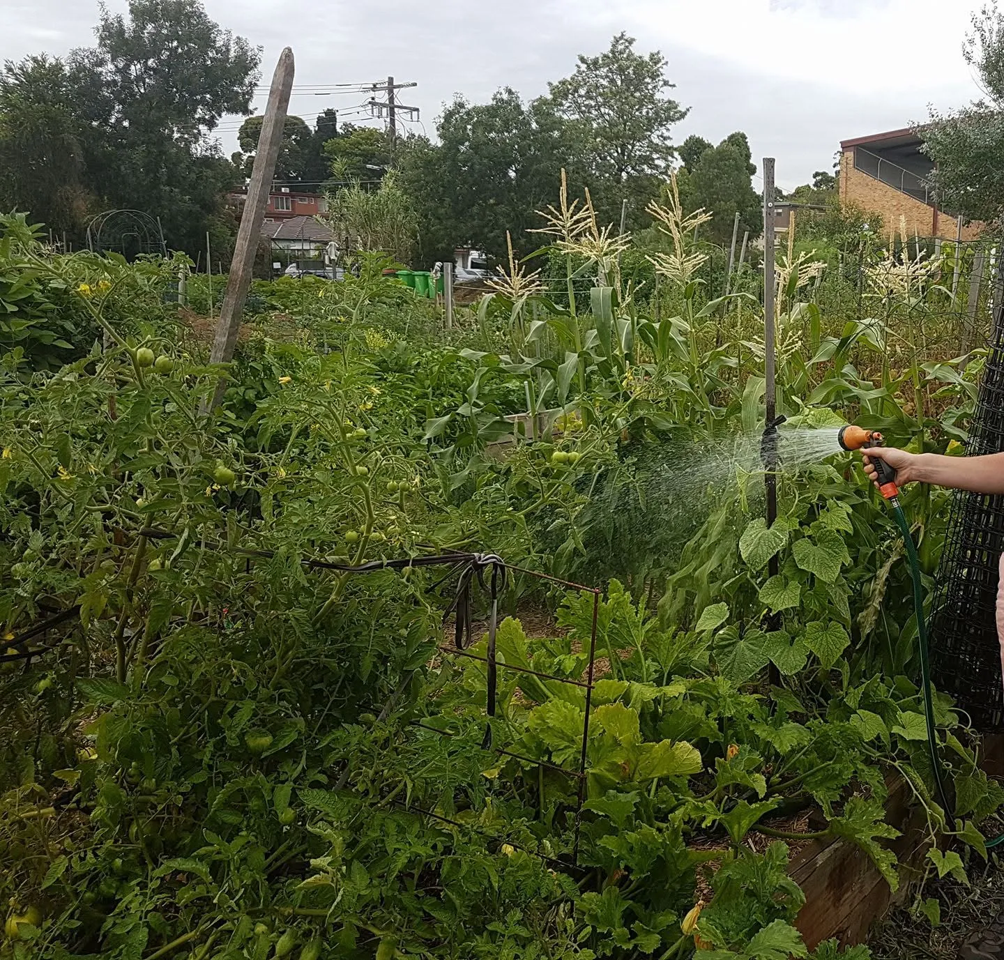 Maribyrnong Edible Garden — photo 26