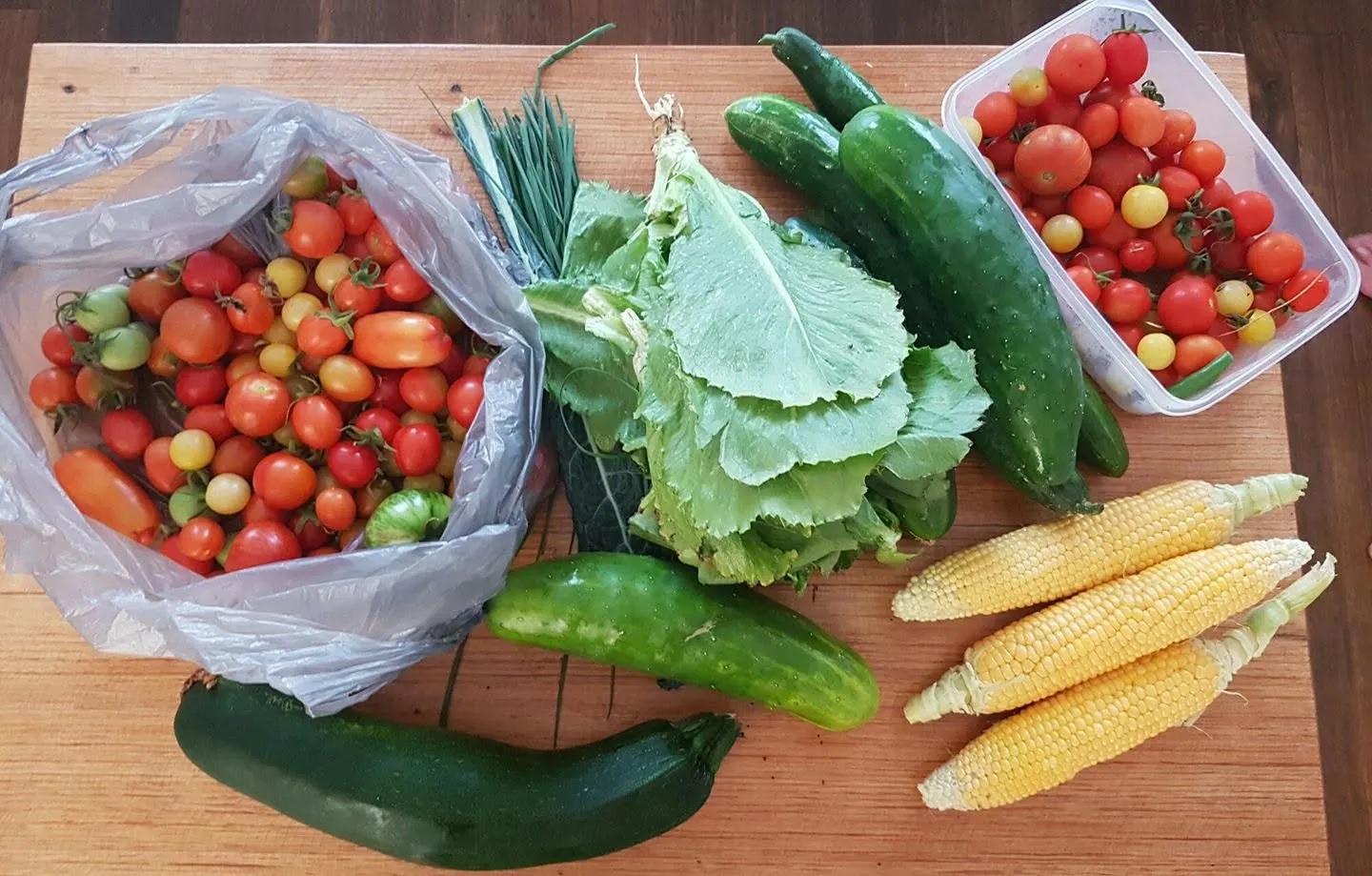 Maribyrnong Edible Garden — photo 29