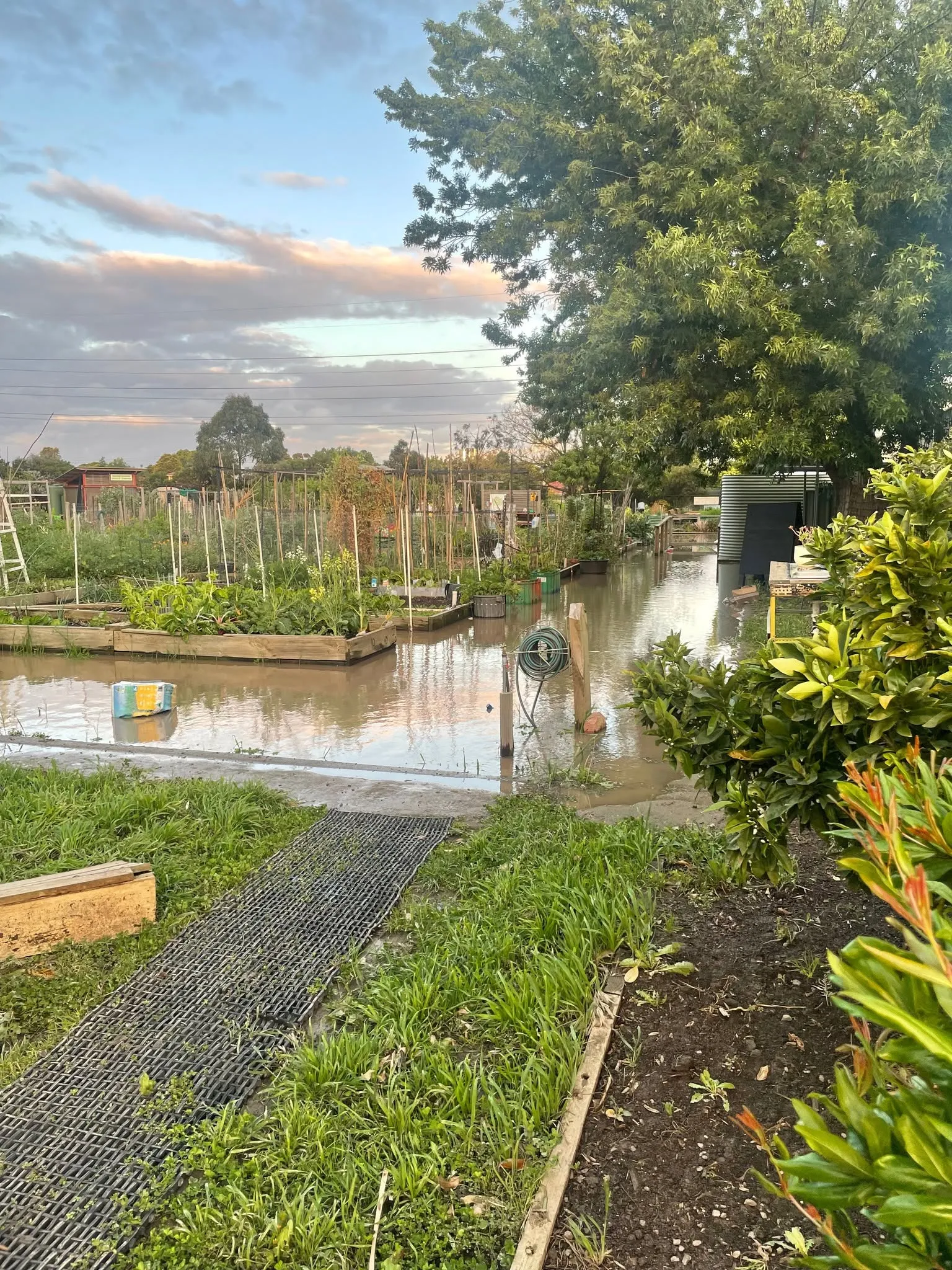Maribyrnong Edible Garden — photo 73