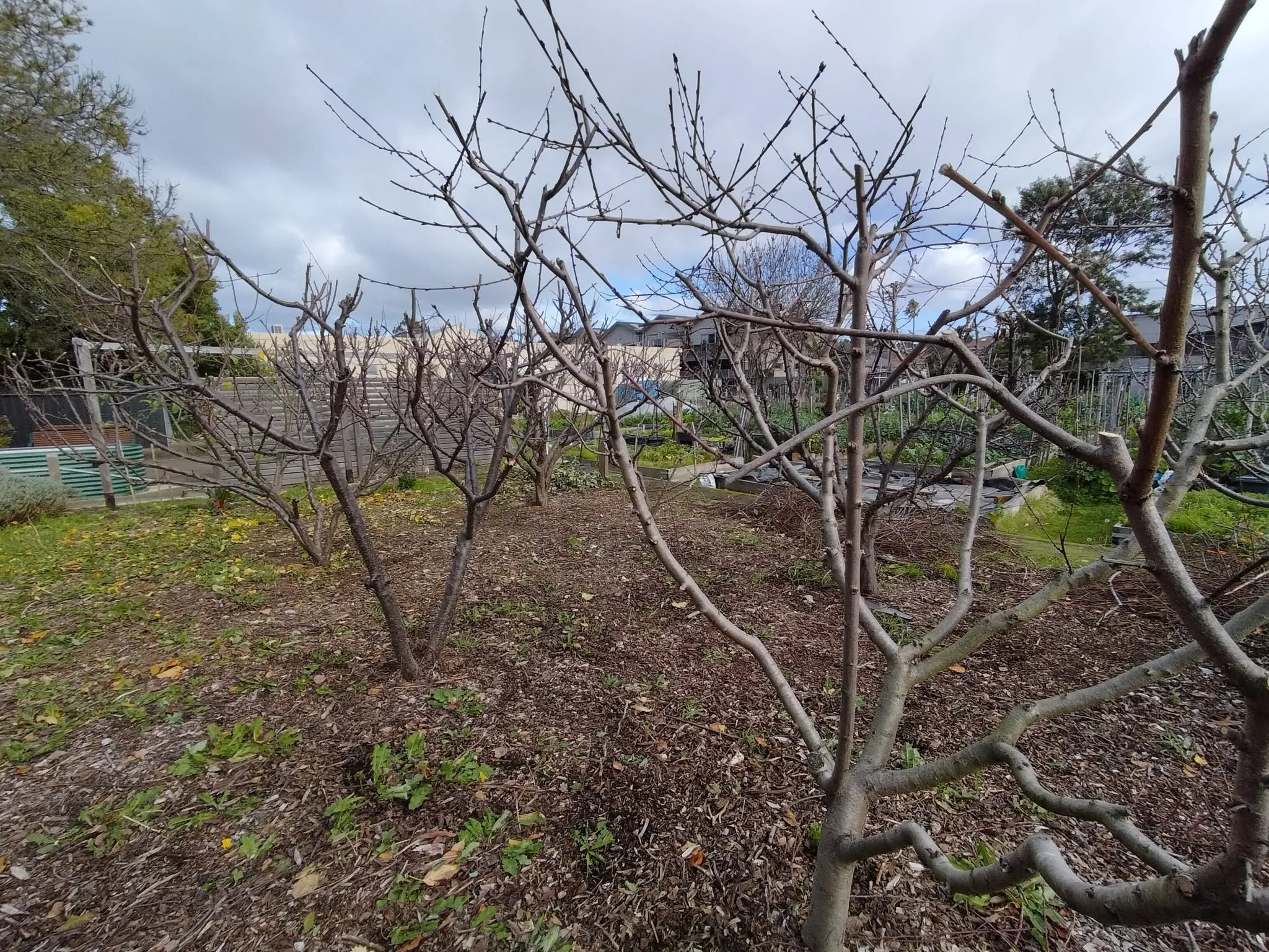 Maribyrnong Edible Garden — photo 81