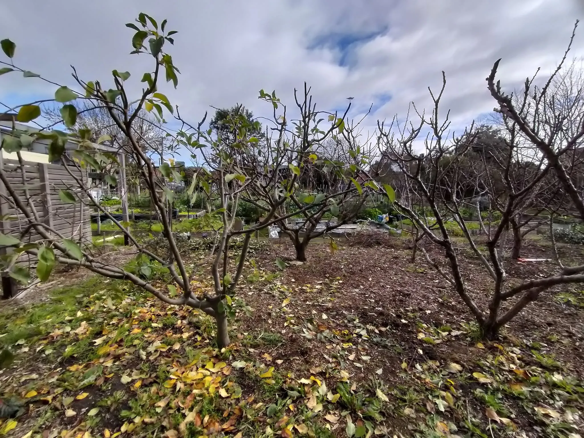 Maribyrnong Edible Garden — photo 85