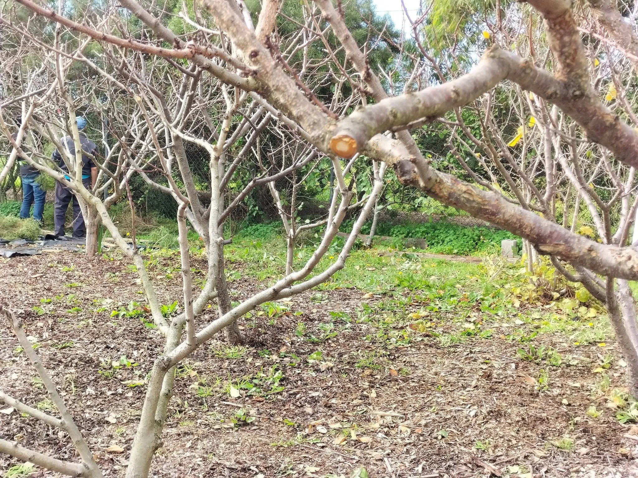 Maribyrnong Edible Garden — photo 88