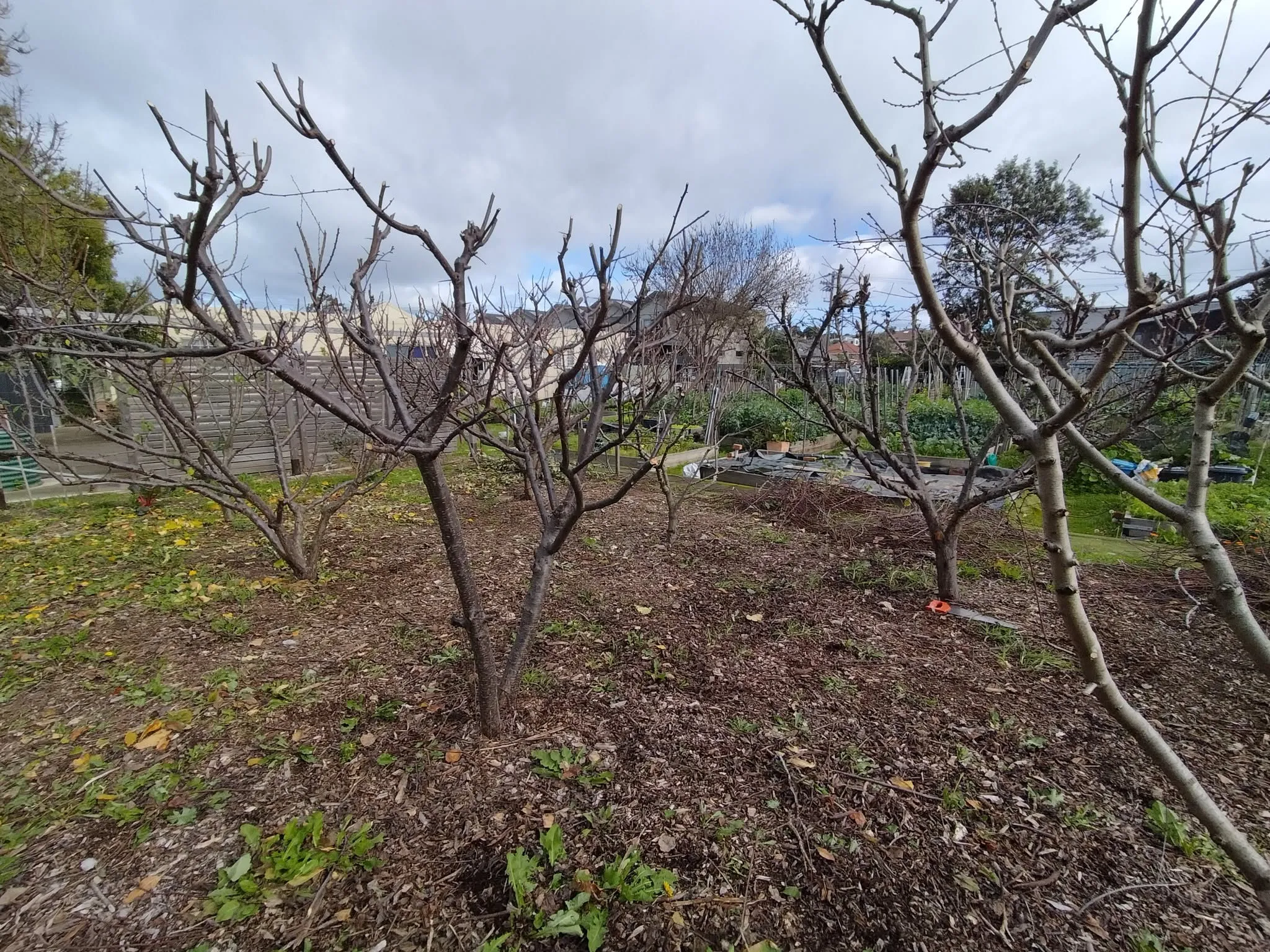 Maribyrnong Edible Garden — photo 89