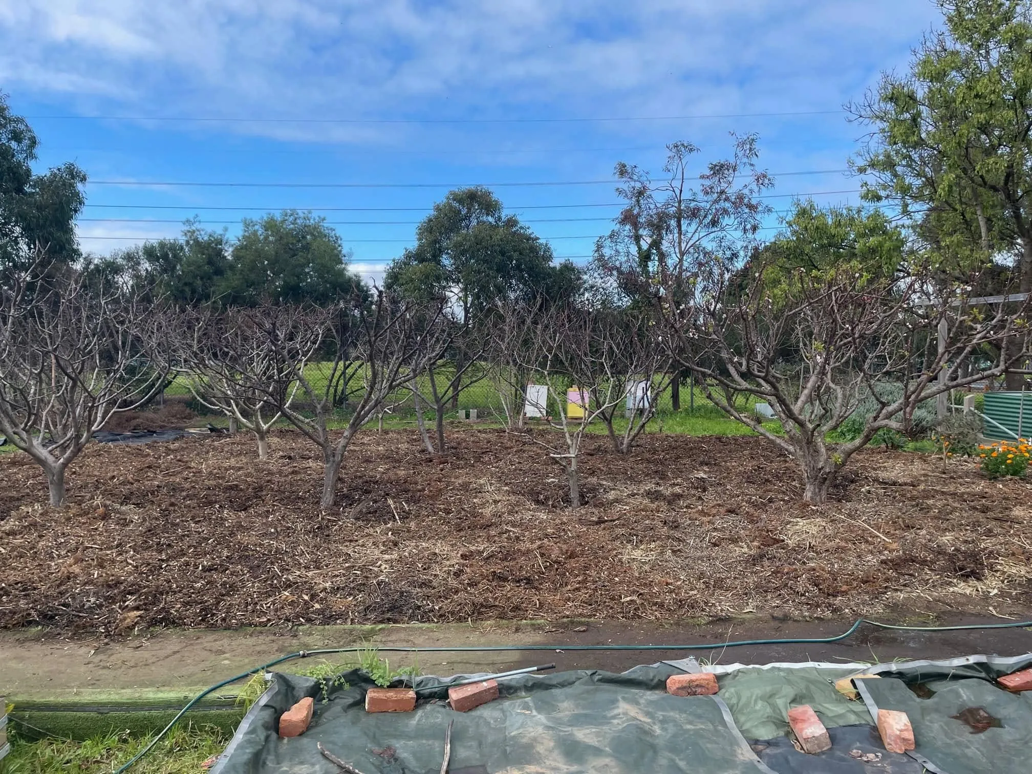 Maribyrnong Edible Garden — photo 92