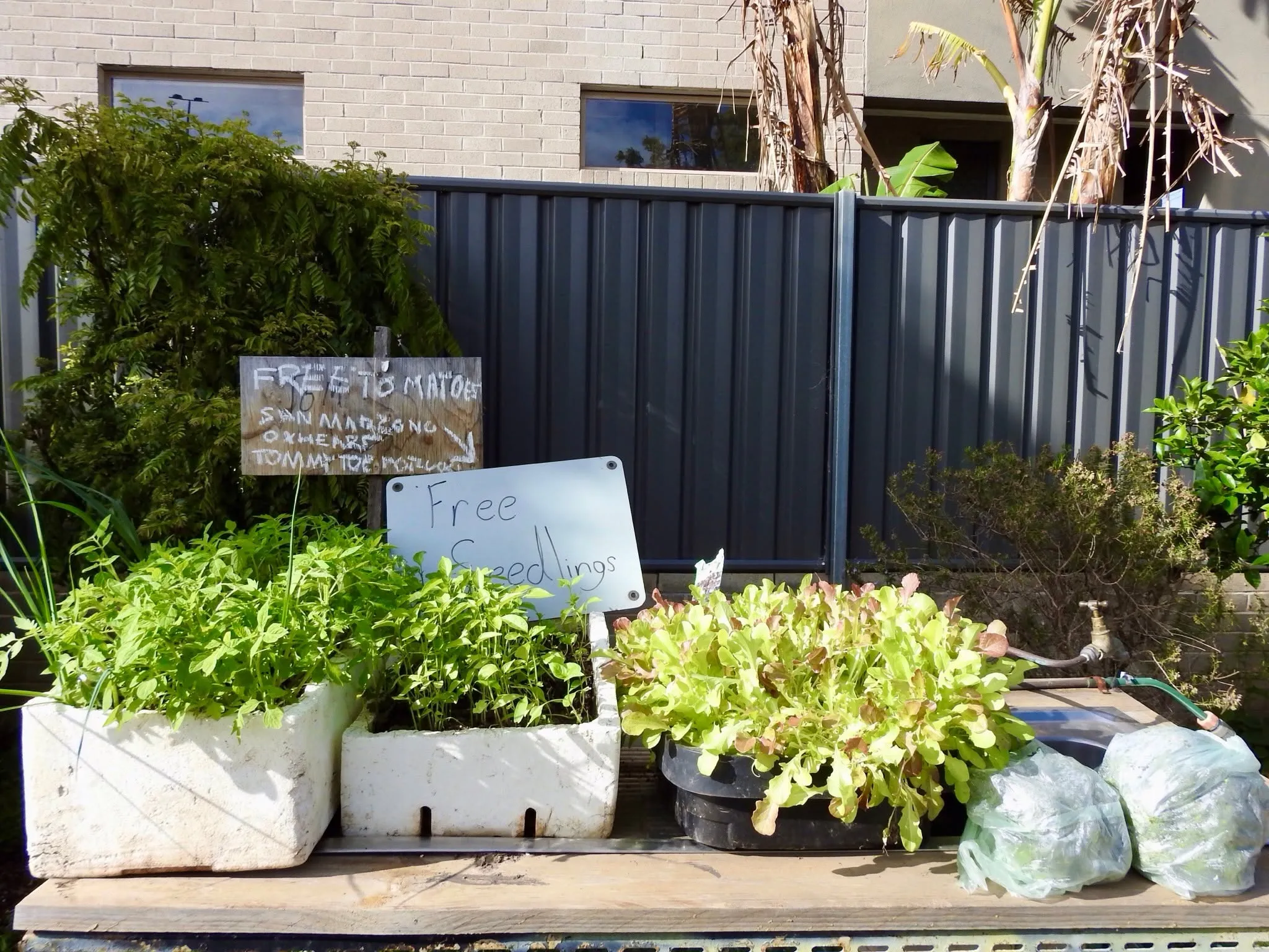 Maribyrnong Edible Garden — photo 107