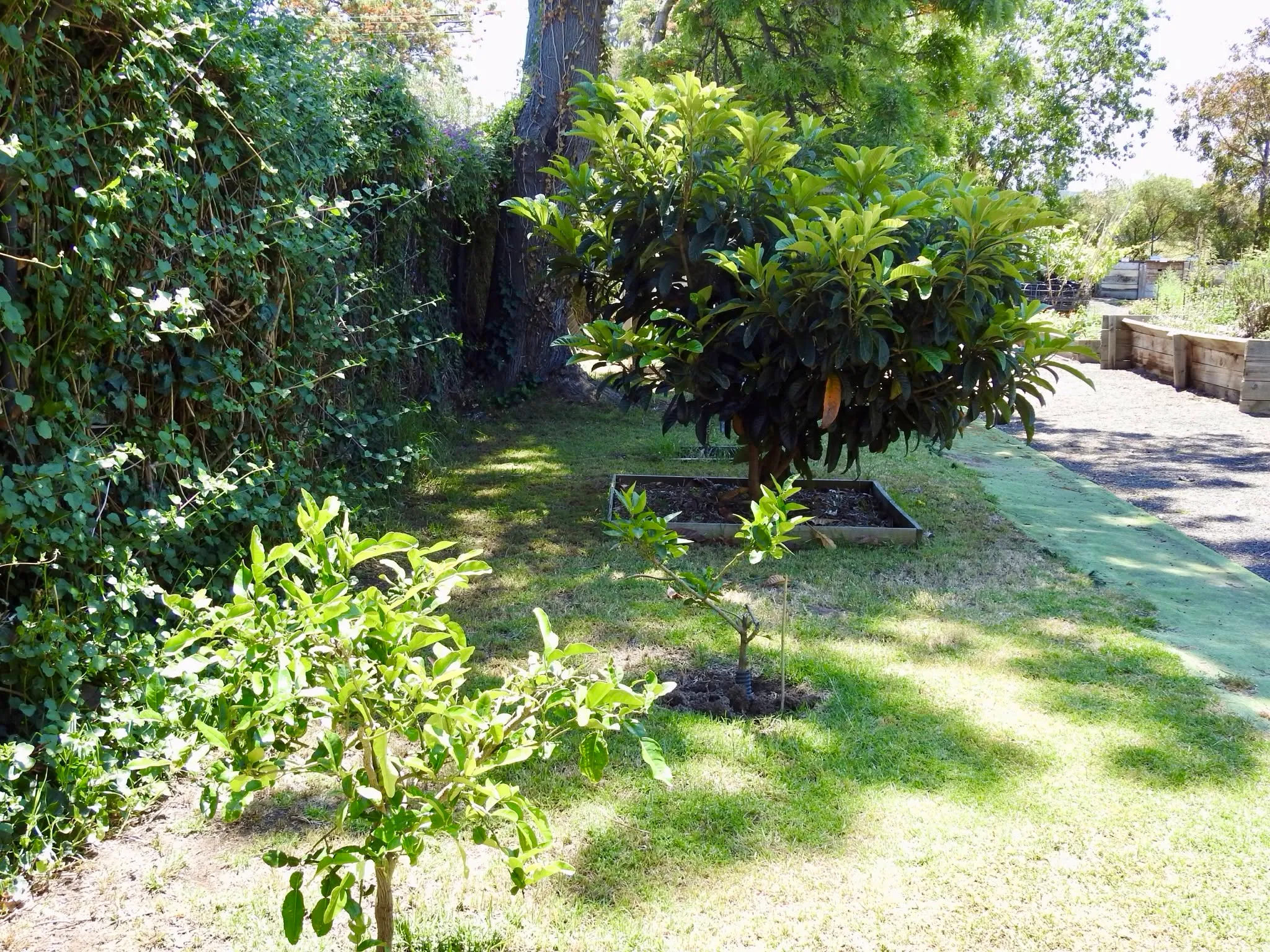 Maribyrnong Edible Garden — photo 113