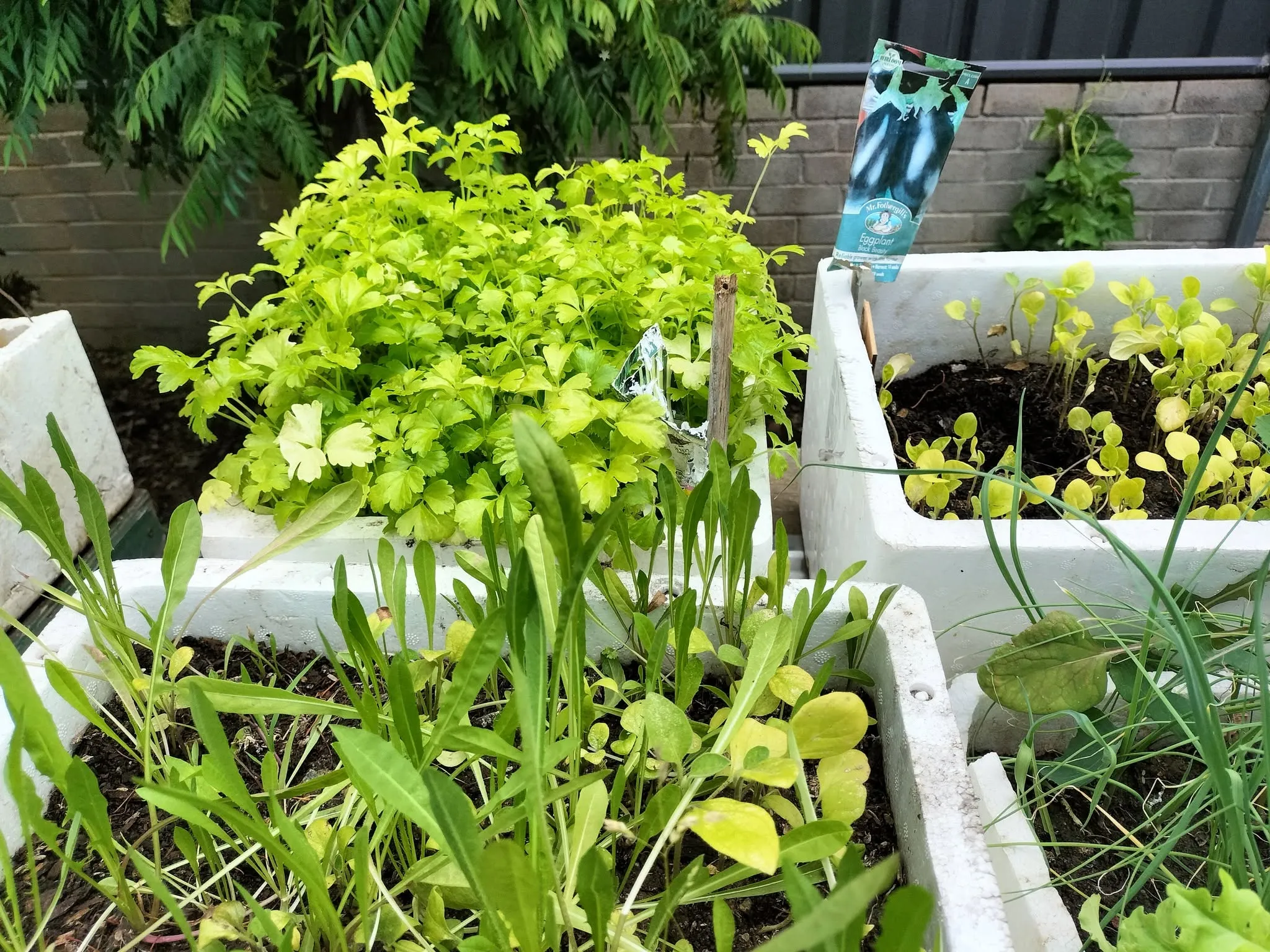 Maribyrnong Edible Garden — photo 137