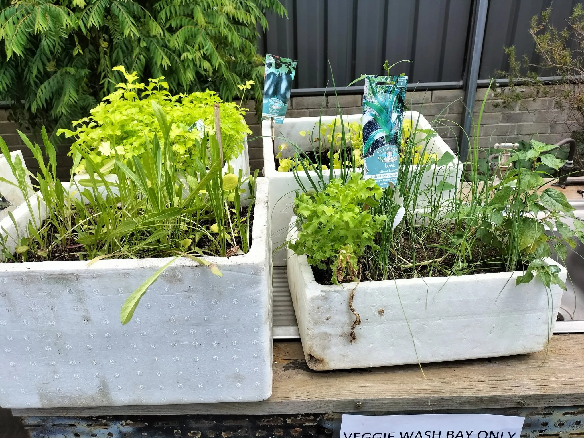 Maribyrnong Edible Garden — photo 138