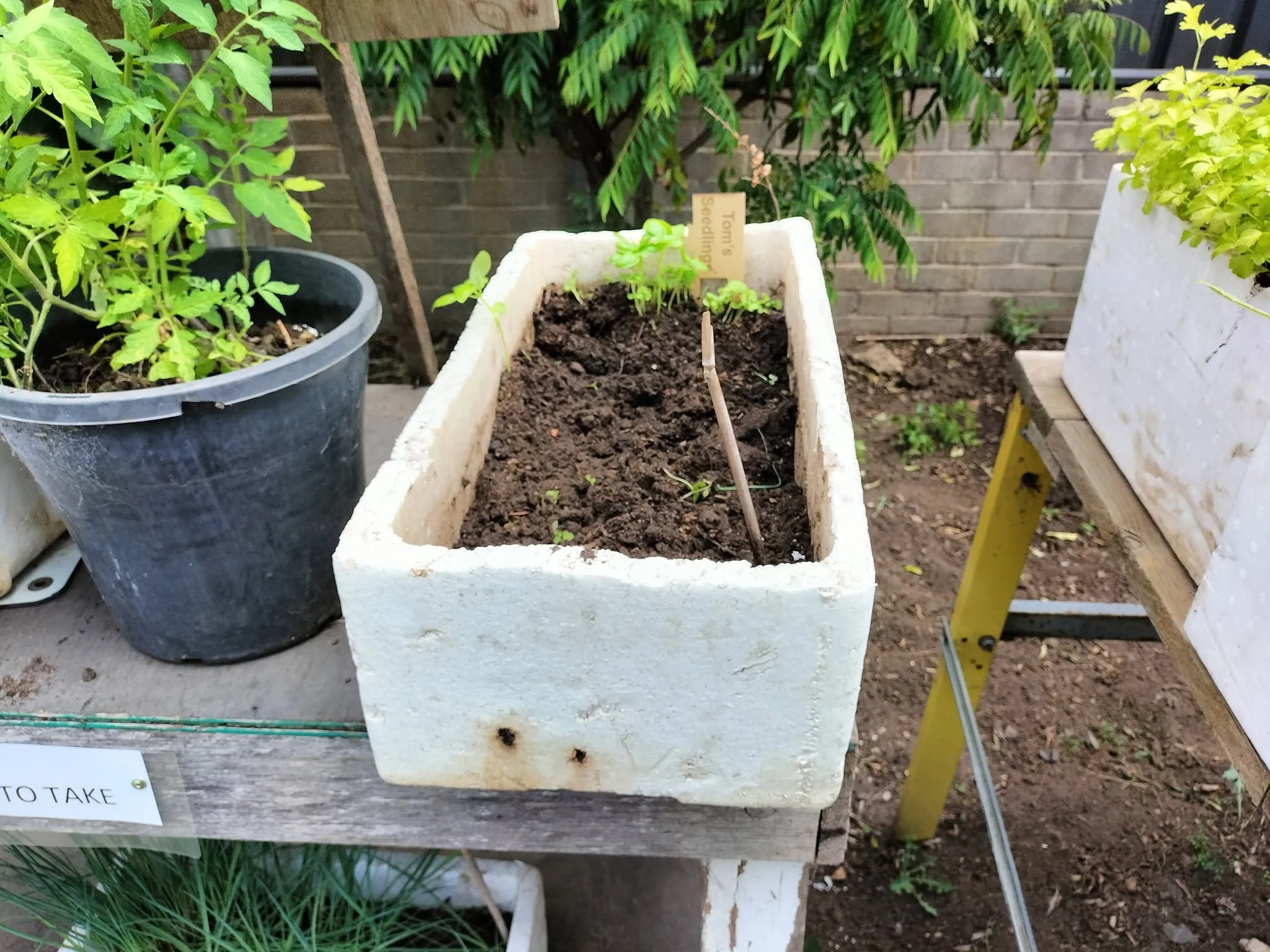 Maribyrnong Edible Garden — photo 140