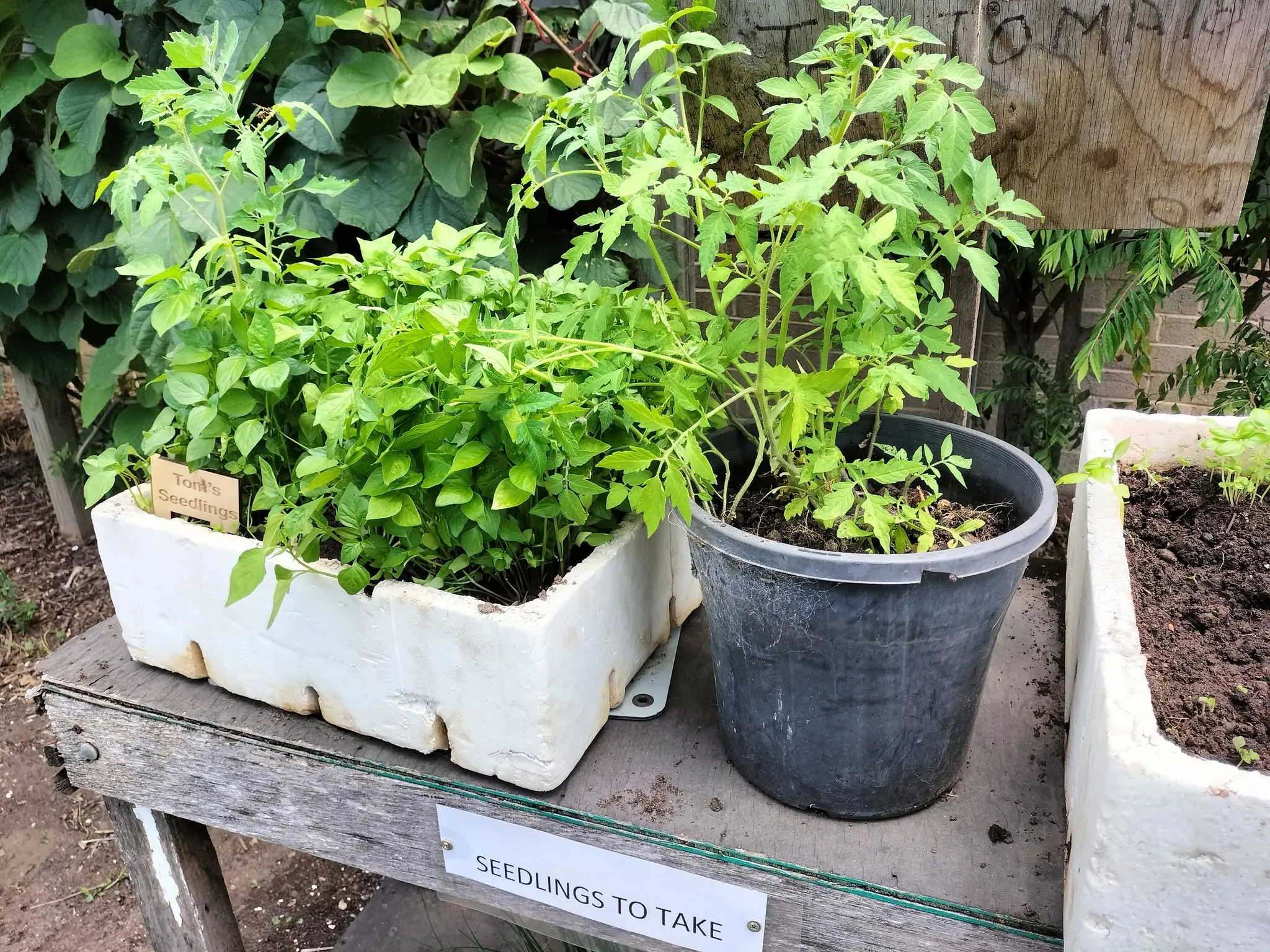 Maribyrnong Edible Garden — photo 142