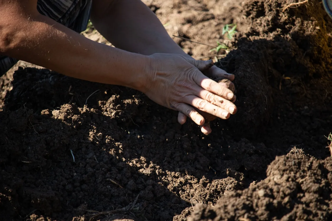 Hands gently planting seeds into dark, rich soil