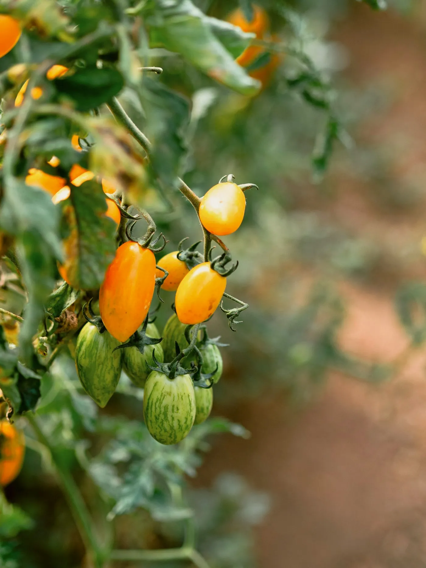 A cluster of orange and green tomatoes ripening on the vine