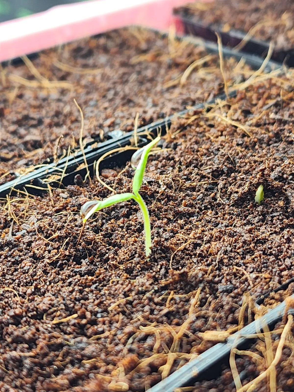 A single tomato seedling emerging from coir seed-raising mix, still bent, with the seed coat attached