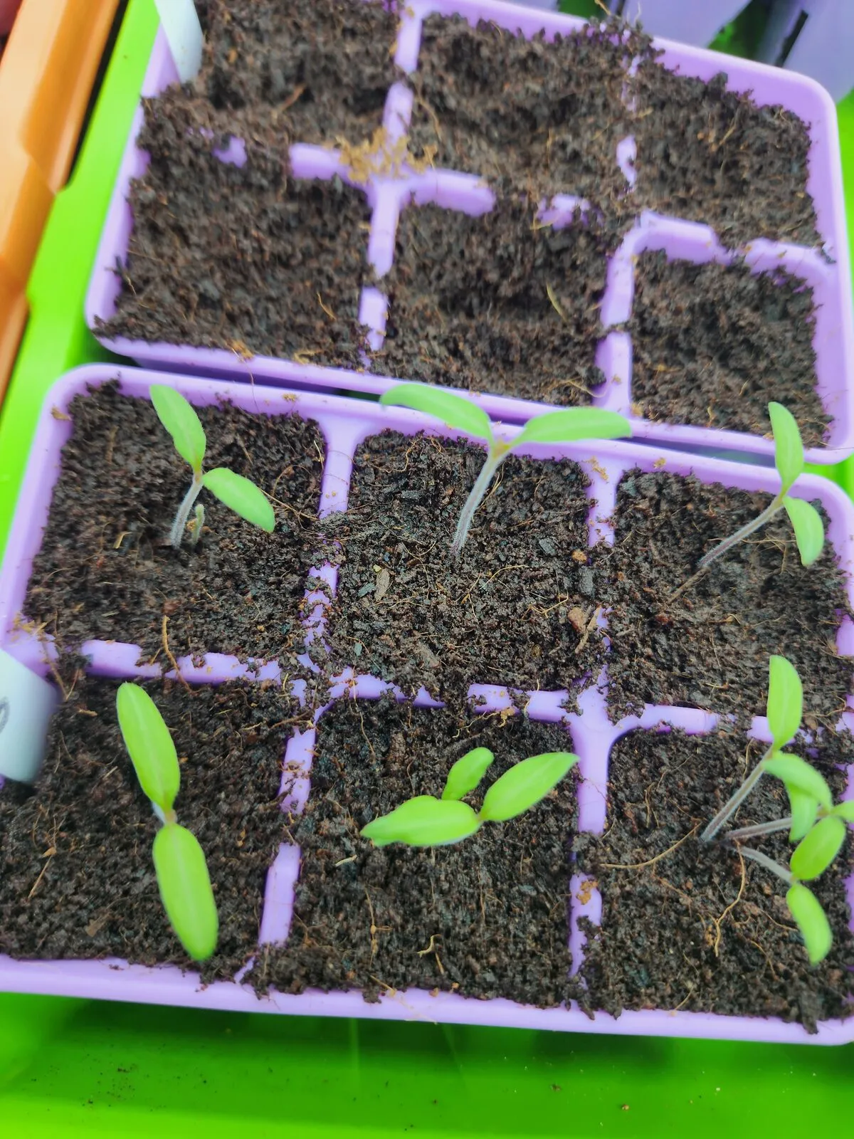 Tomato seedlings with their first pair of seed leaves in a purple cell tray of dark potting mix