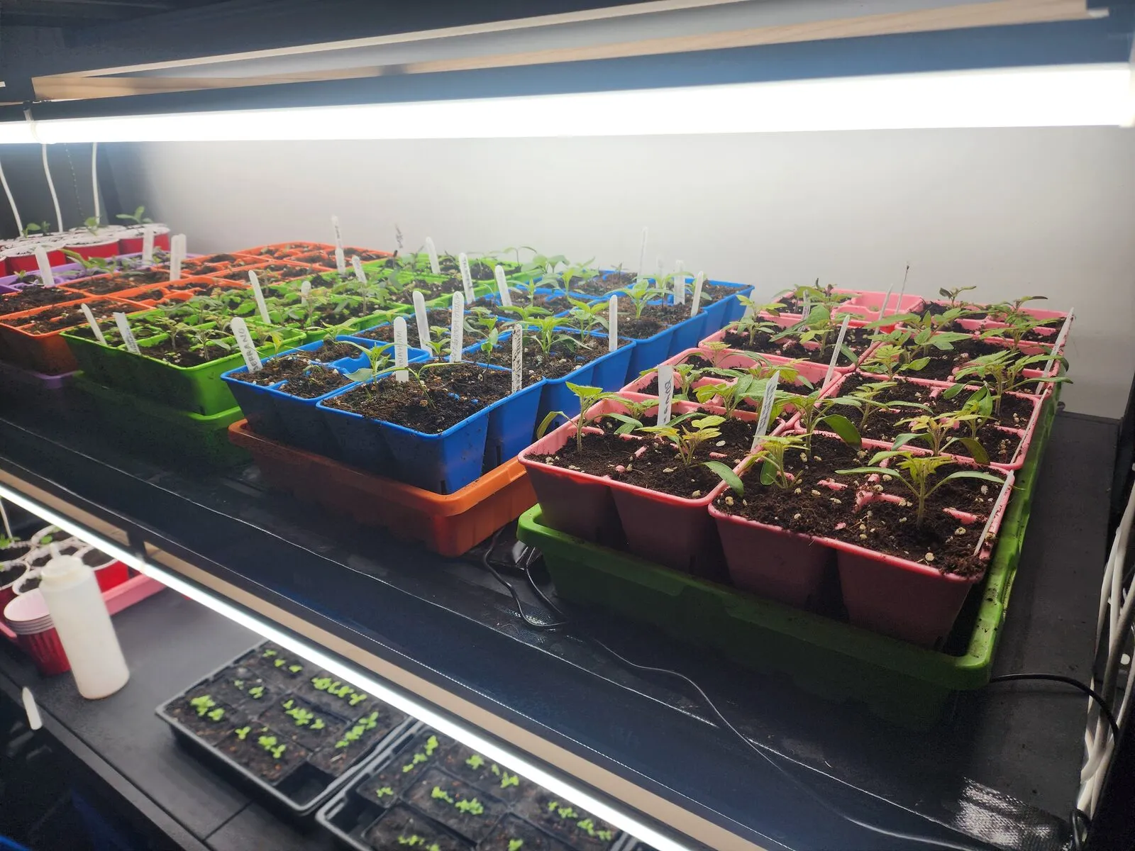Trays of labelled tomato, capsicum and chilli seedlings growing under fluorescent shop lights on a shelf