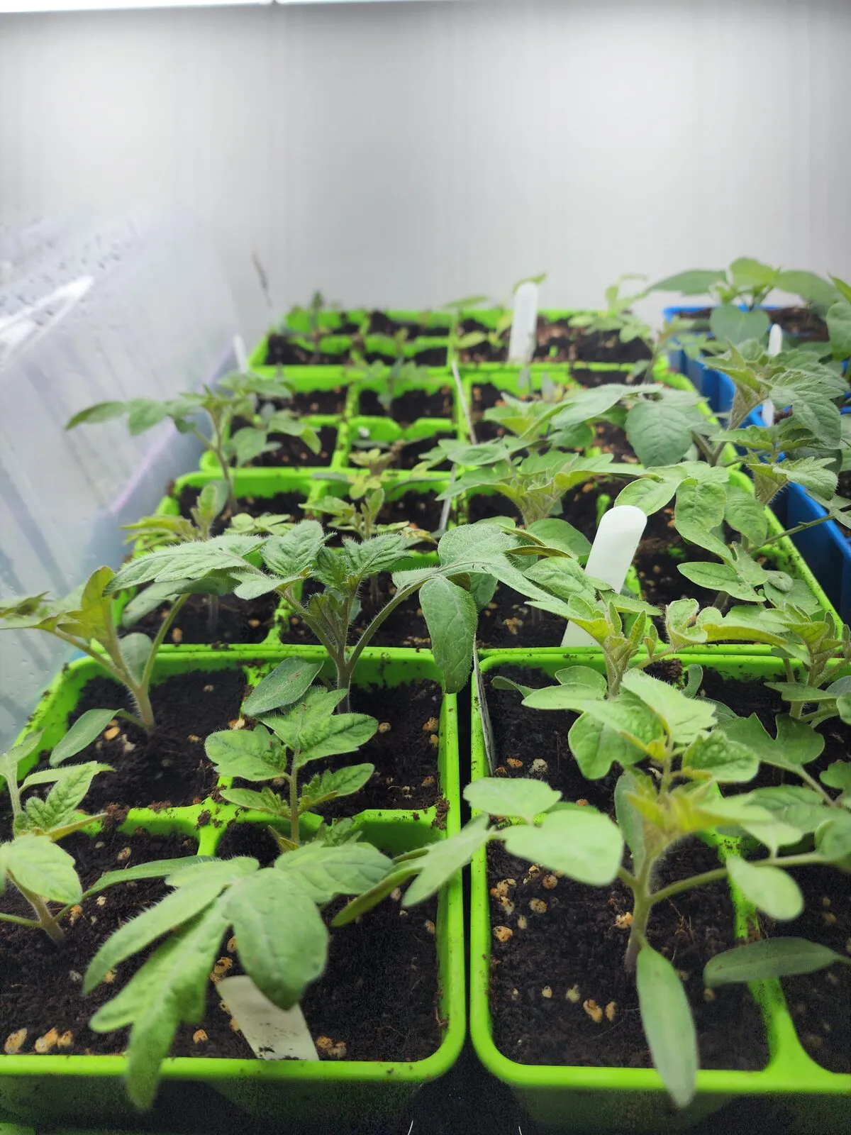 Bushy tomato seedlings with several sets of true leaves crowded in a green cell tray