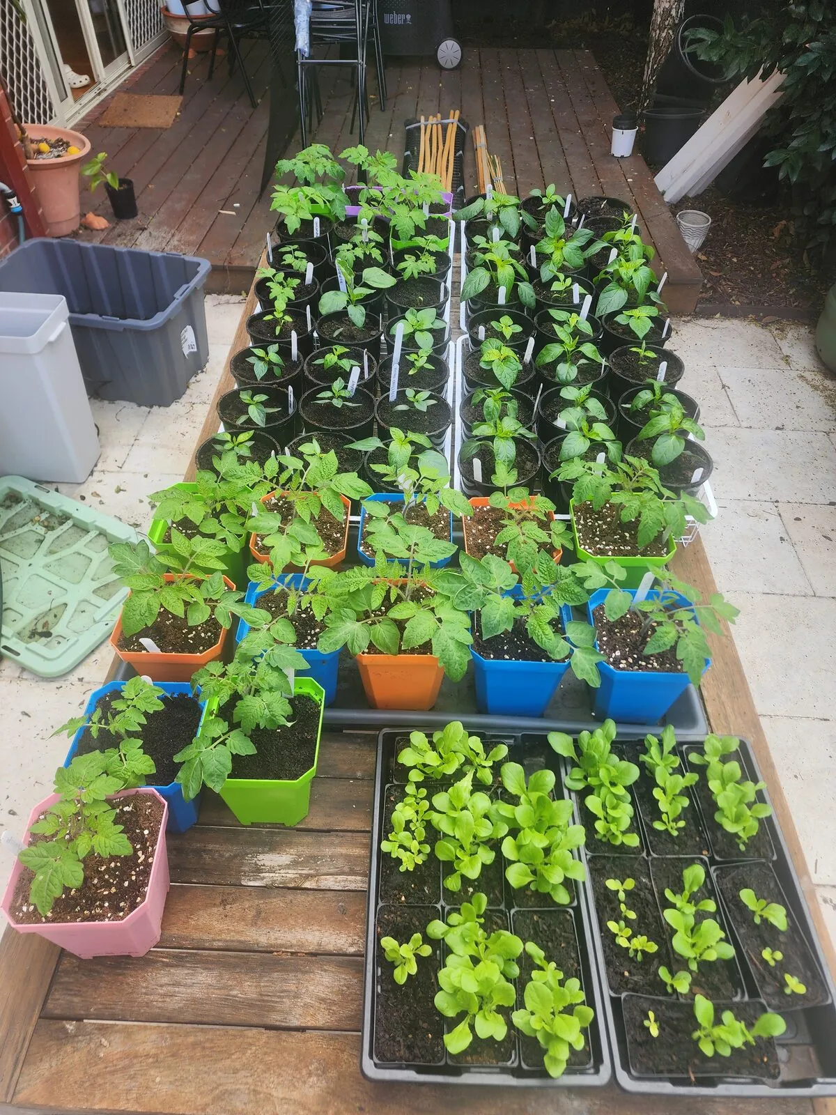 Trays of tomato, capsicum and lettuce seedlings sitting outdoors on a deck bench, hardening off
