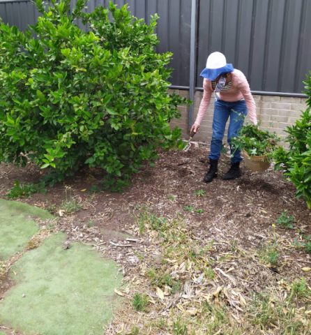 Working Bee 5 December 2020 A member weeding around the citrus fruit orchard.