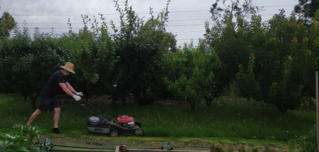 Working Bee 5 December 2020 A member mowing the grass around the stone fruit orchard.